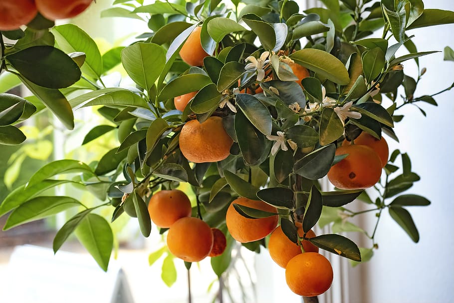 tangerines, citrus, fruit, clementines, citrus fruit, vitamins, juicy, food, fresh, eat