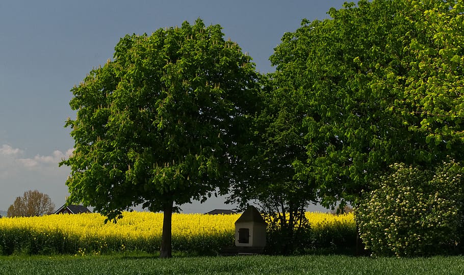tree, oilseed rape, nature, landscape, field, spring, agriculture, sky, yellow, field of rapeseeds