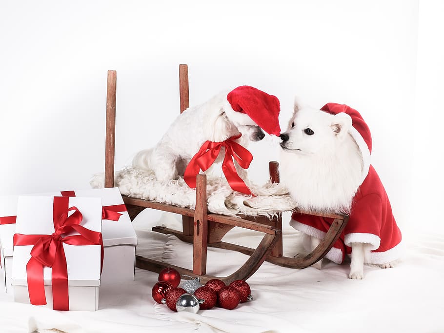 christmas, dog, cute, dogs, xmas, december, pet, winter, funny, celebration