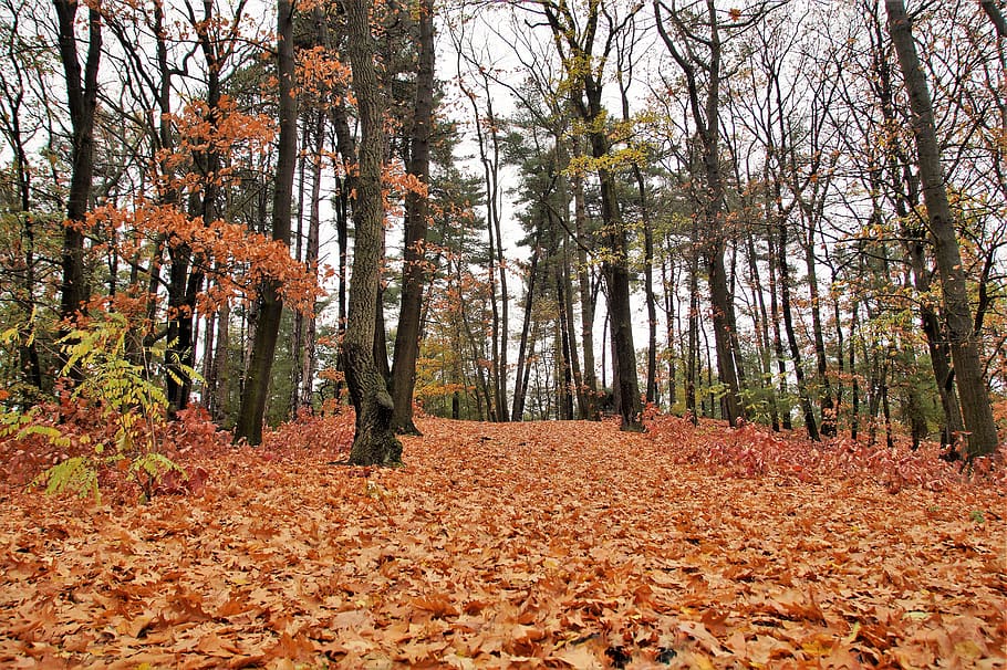 bosque, otoño, caído, hojas, caducifolio, coloreado, otoñal, estado de ánimo, árboles, rojo