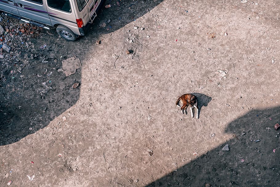 cachorrinho maduro, visão de alto ângulo, temas de animais, transporte, animal, cidade, rua, um animal, dia, estrada