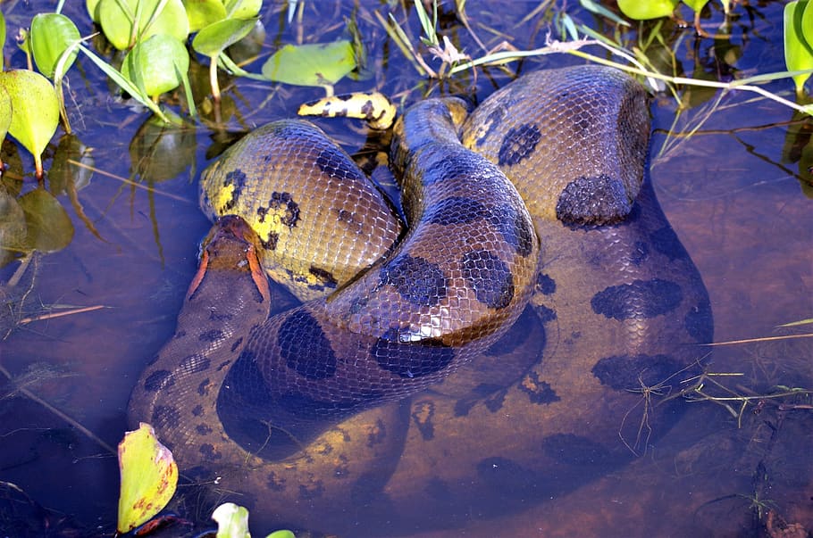 anaconda, cobra, réptil, constritor, perigoso, selva, predador, temas animais, animais, animais selvagens