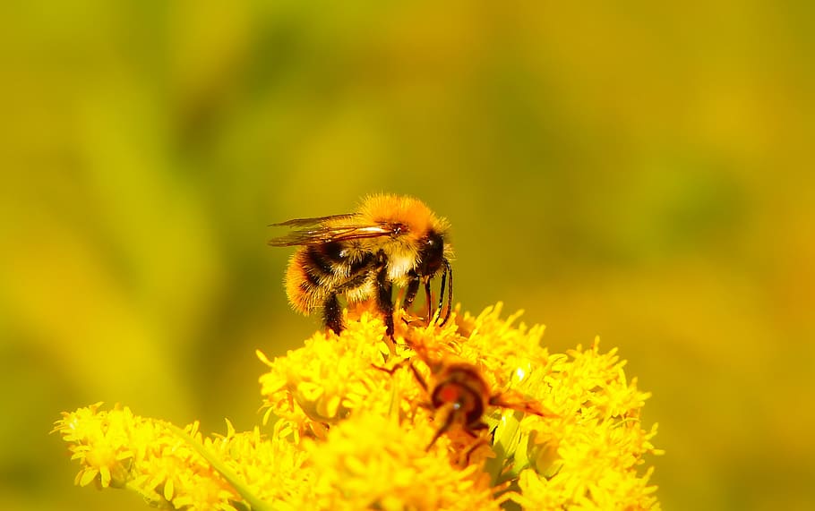 bumblebee ore, pszczołowate, bunga, apiformes, hewan, alam, di pelataran, invertebrata, merapatkan, menanam