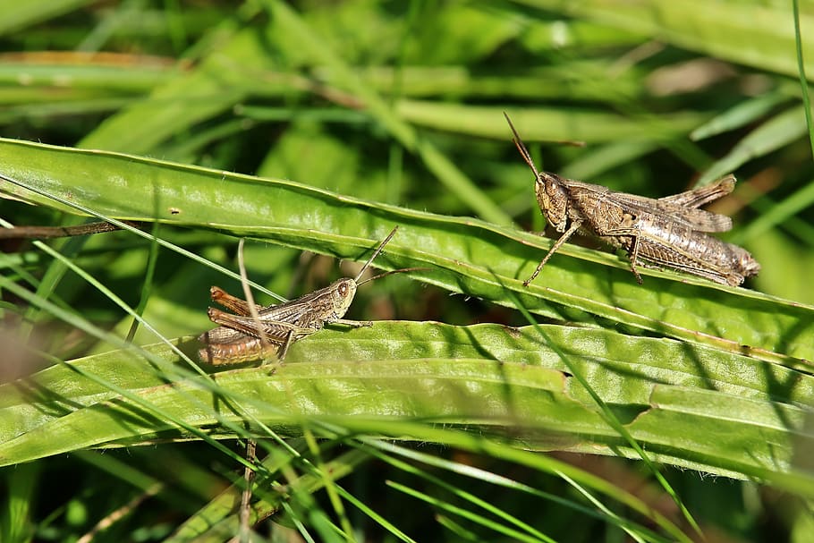 grasshopper, insect, close up, green, nature, animal, macro, summer, skip, grass