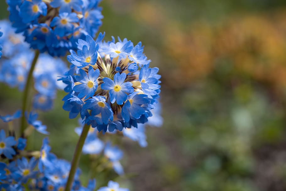primrose, drumstick, flowers, blue, spring flowers, spring, nature, flora, plant, bloom