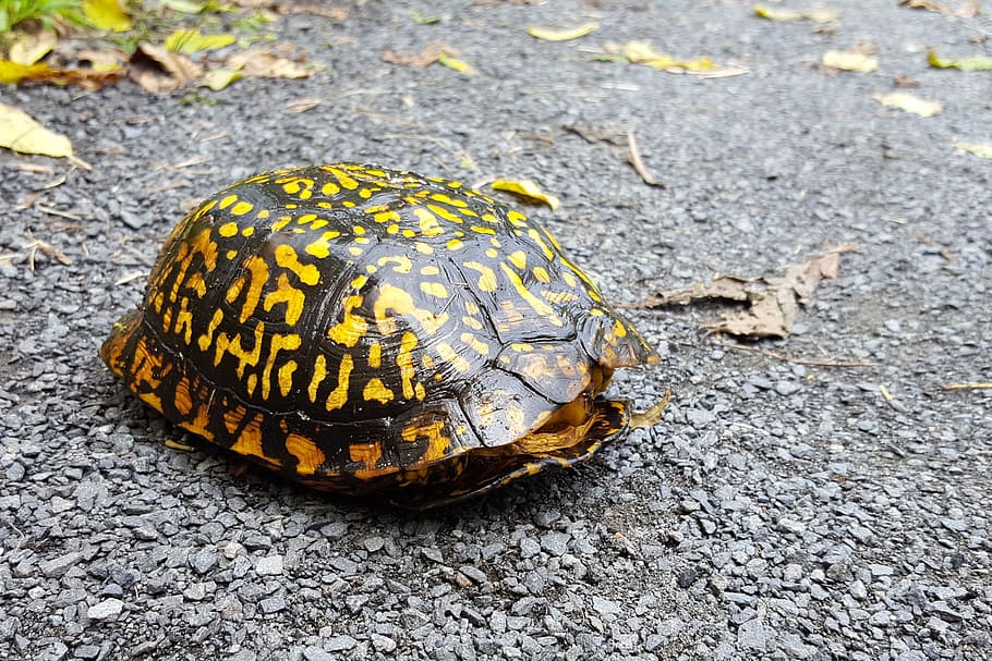 turtle, crossing, road., terrapin, terrapin turtle, turtle shell, tortoise, turtle pictures, turtle images, pictures of terrapins