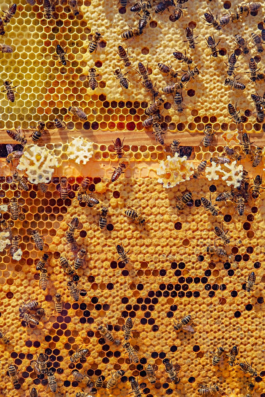 bees, nature, animals, honeycomb, honey bee, insect, close up, collect, foraging, wing