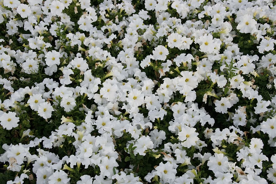 latar belakang, cantik, mekar, berwarna-warni, bunga, daun bunga, musim panas, di luar ruangan, banyak, kerentanan