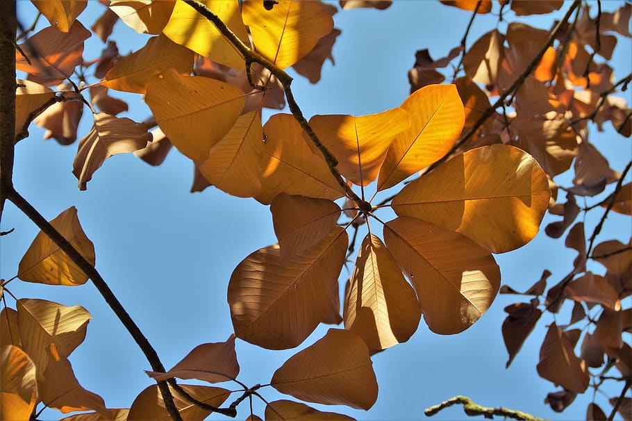 tree, foliage, autumn, colored, colors of autumn, shines through, sun, branch, yellow, magnolia