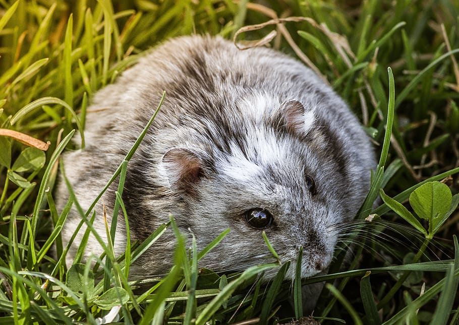 hamster, rodent, mammal, gray, wild, grass, fur, so cute, cuddle, animal