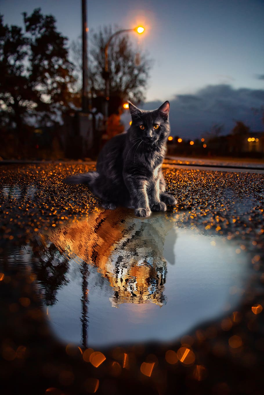 cat, tiger, puddle, animals, dangerous, skins, light, night, reflection, awesome