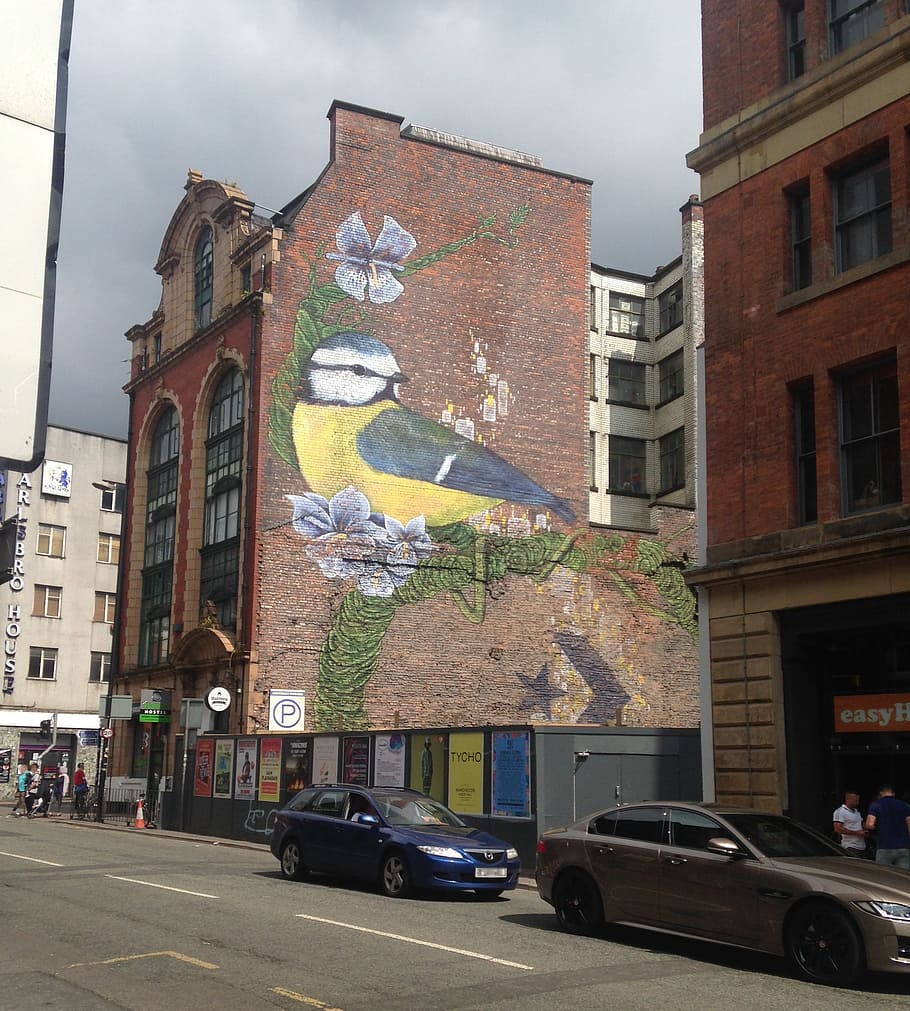 gigante, azul, tit, genial, mural de tit, lateral, edificio, newton street, manchester., gran tit