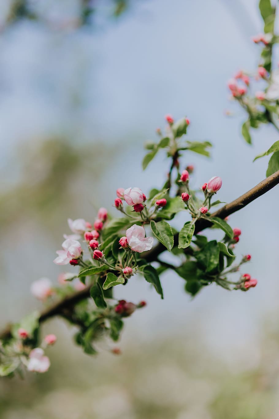 blooming, apple trees, spring, flowers, garden, Apple, green, tree, pink, blossom