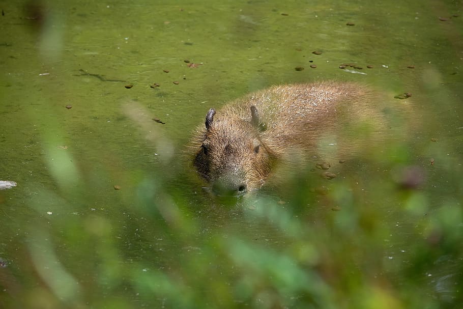 capybara, rodent, animal, mammal, nager, animal world, nature, water, herbivores, animal themes