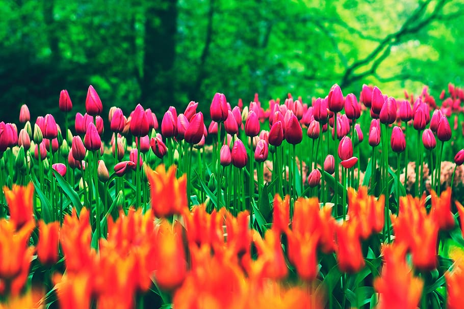 tulip flowers, field, nature, flower, flowers, plant, flowering plant, freshness, growth, beauty in nature