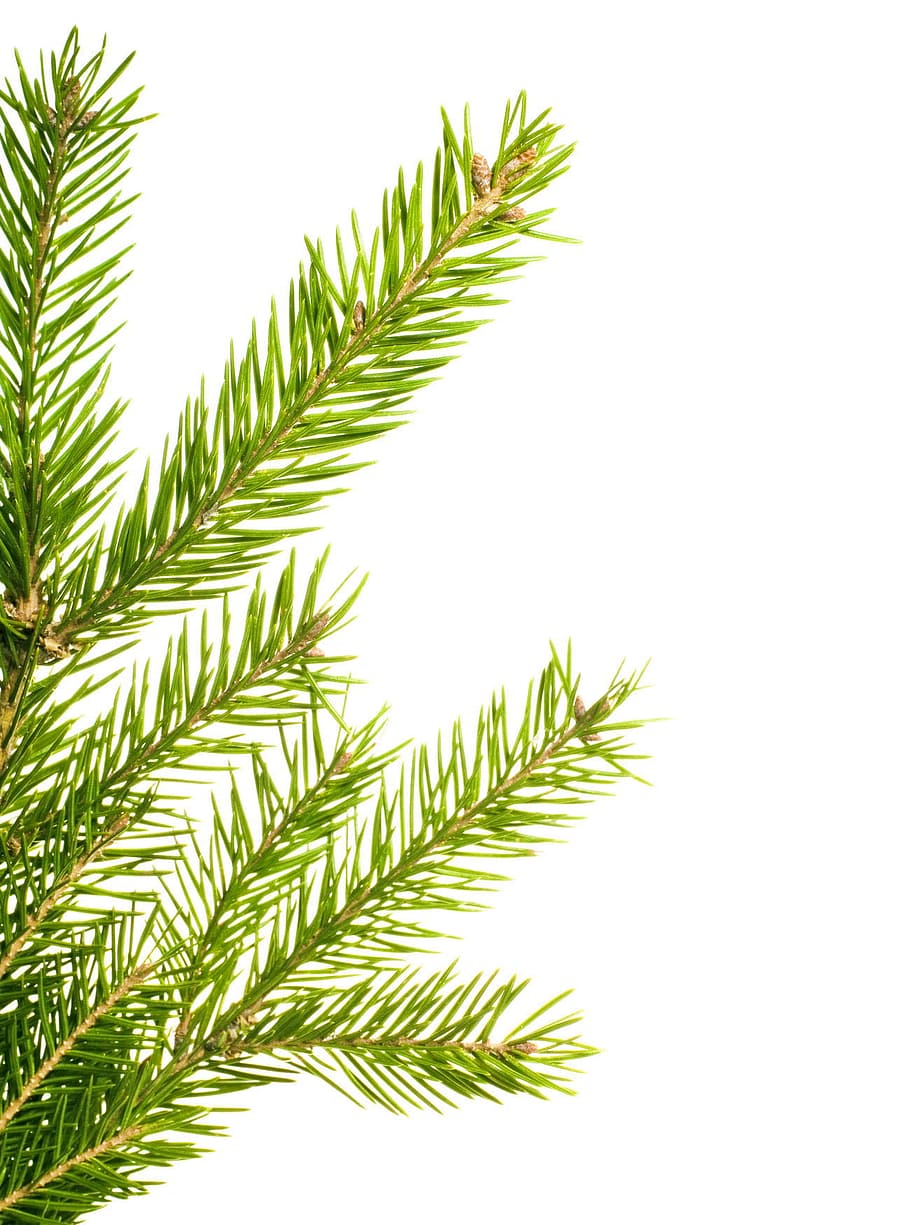 branch, christmas, decoration, fir, green, holiday, isolated, needles, newyear, pattern