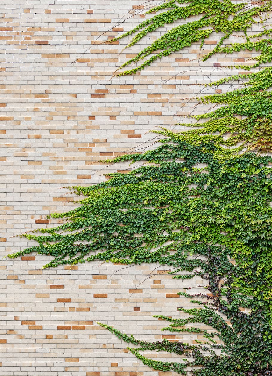 ivy, wall, overgrown, vine, brick, building, growth, foliage, exterior, plant