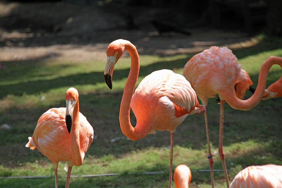 flamingos, pink, birds, tropical, wildlife, colorful, flamingo, animal, animal themes, animals in the wild