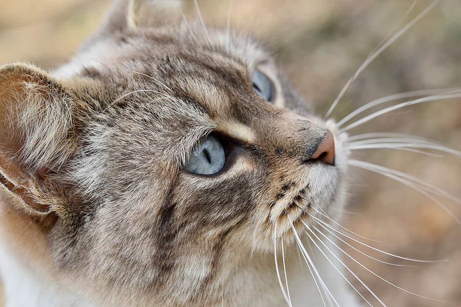 gato, olhos azuis de buceta, gato bigode, olhos azuis gato, bonito, gatinho, cumplicidade, temas animais, um animal, gato doméstico