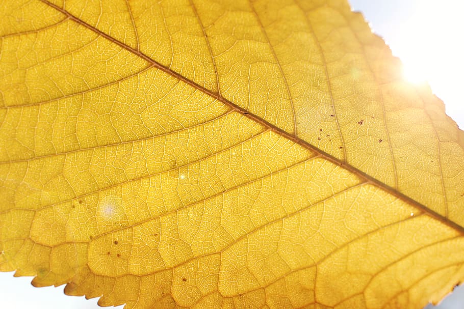 autumn, beautiful, yellow, leaf detail, close-up, sunlight, nature, day, leaf vein, leaf