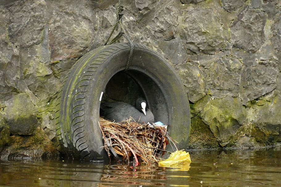 coot, bird, waterfowl, fauna, nest, hatch, spring, car tyre, waste, garbage
