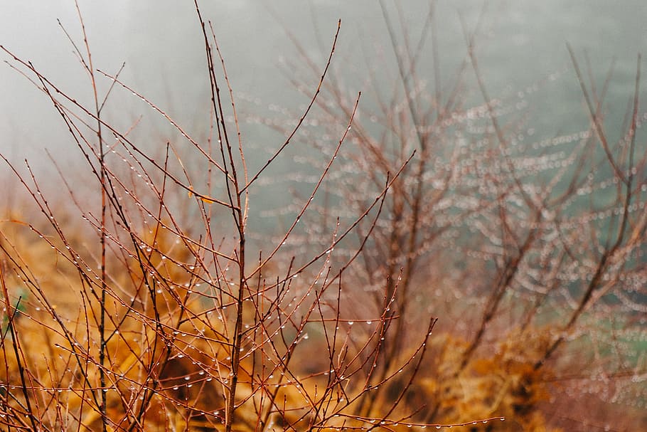 branches, dew, gray, orange, pink, plant, nature, day, tranquility, focus on foreground