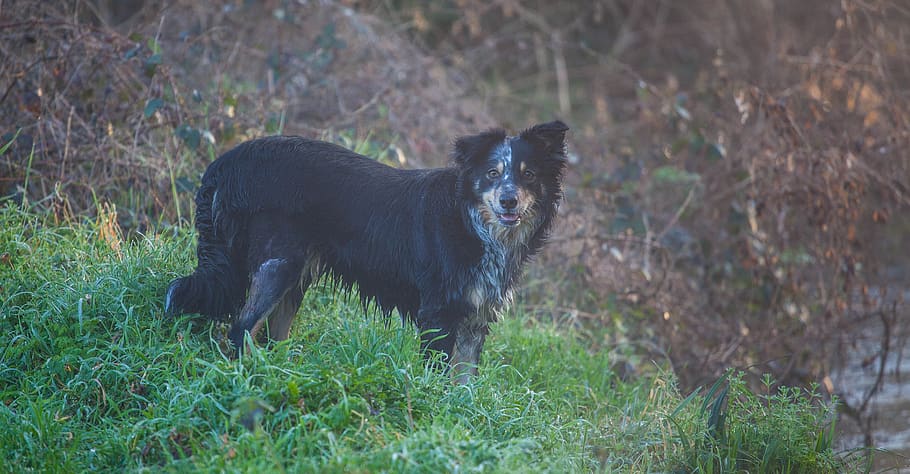 wet dog, collie, border collie, damp, dew, morning, water, pet, black, white
