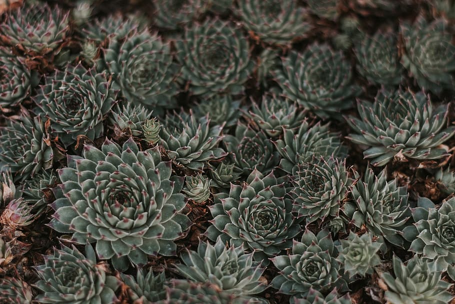 brown, gray, green, leaves, plants, succulent plant, growth, full frame, backgrounds, cactus