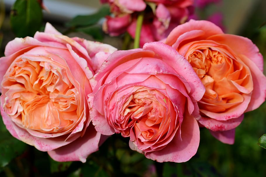 english rose, autumn, fragrance, close up, flowering plant, flower, plant, beauty in nature, rose, close-up