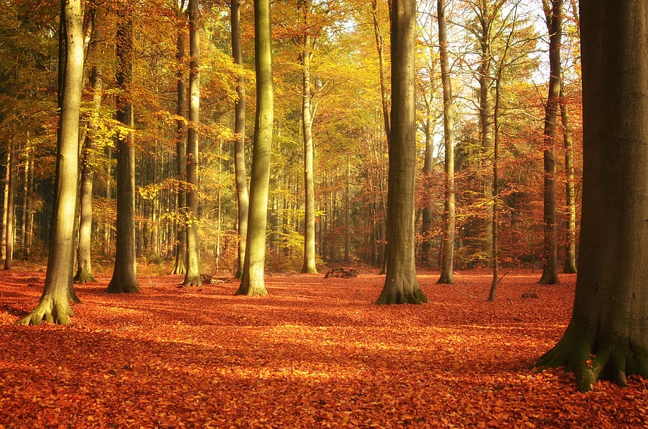 autumn, wood, leaf, tree, forest, book, sunlight, beech wood, land, plant