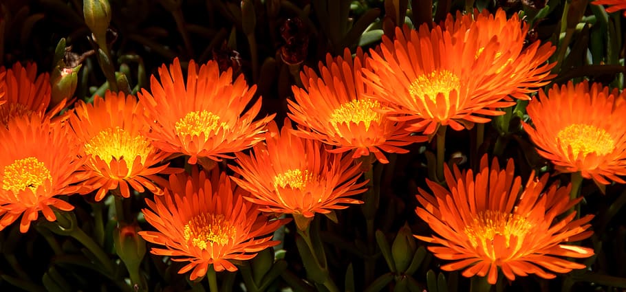 Succulent With Bright Orange Flowers : Orange Flowers On A Succulent