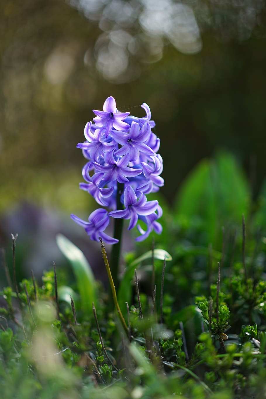 garden hyacinth, flower, blossom, bloom, blue, violet, hyacinthus orientalis, hyacinth, hyacinthus, asparagus plant