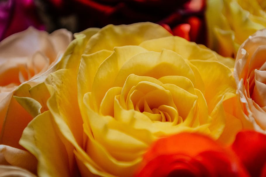 international women's day, march 8, spring, holiday, march, congratulations, love, flowers, postcard, roses