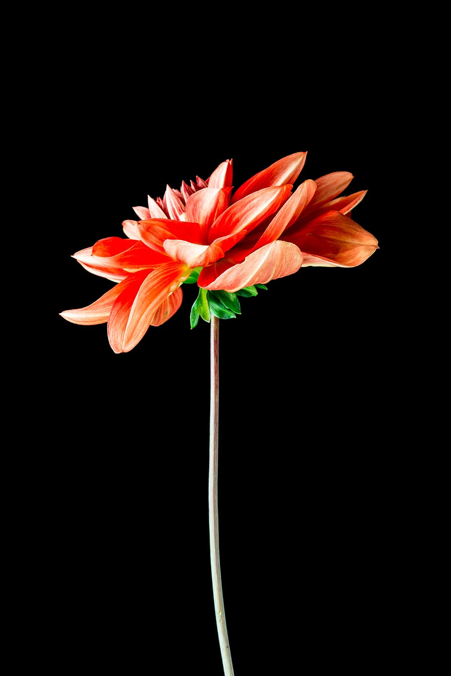 orange, flower, daisy, isolated, on black background, flowering plant, petal, black background, studio shot, flower head