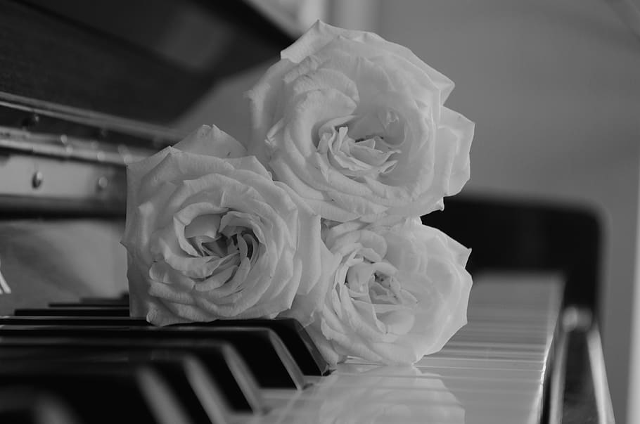 roses, piano, music, clef, flower, keys, rose, rose - flower, close-up, beauty in nature