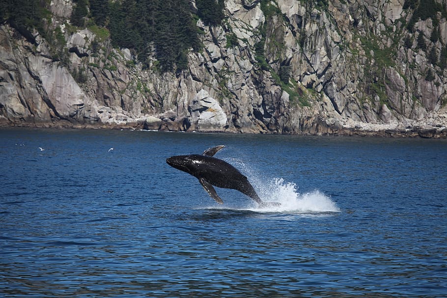 humpback whale, jumping, breaching, ocean, mammal, marine, spray, cetacean, kenai fjords national park, alaska