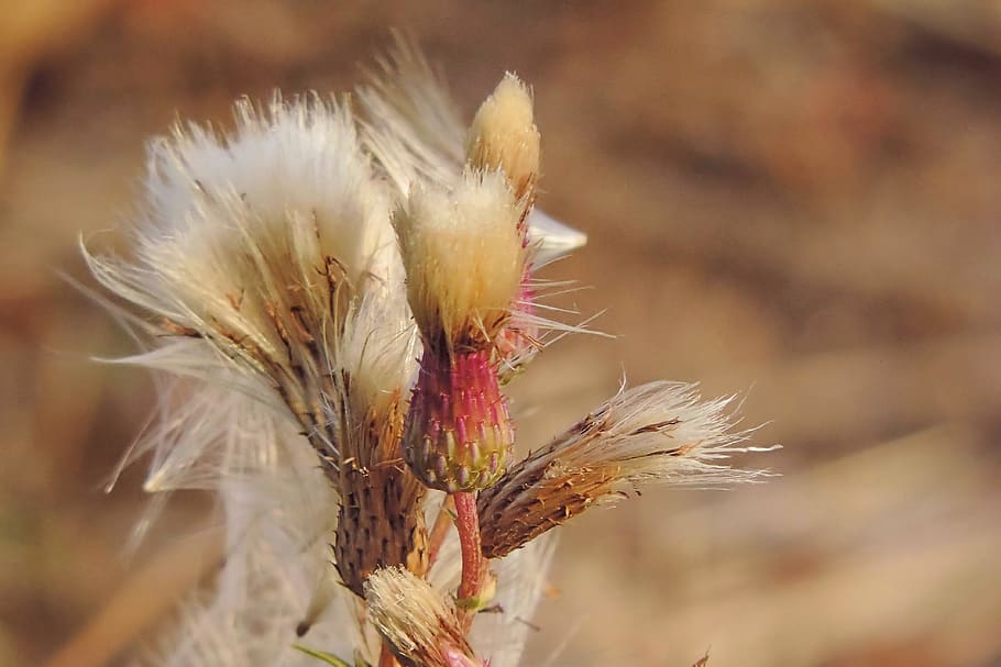 autumn, thistle, thistle seed, plant, nature, close-up, flower, vulnerability, focus on foreground, growth
