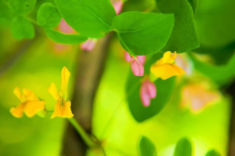 yellow, pink, beautiful, flower, nature, petal, spring, con2011, plant, plant part