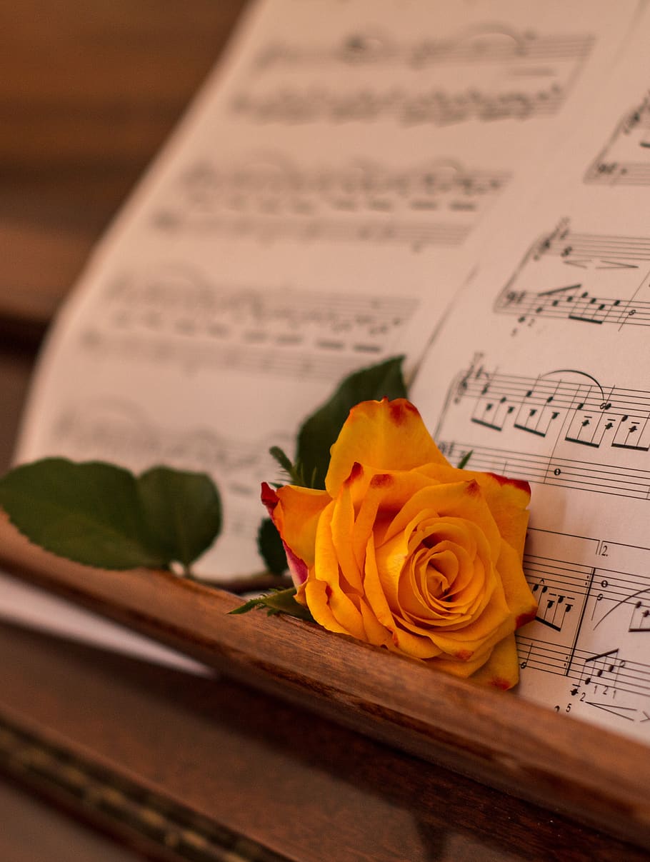rose, orange, piano, music, background, flower, flowering plant, rose - flower, plant, beauty in nature