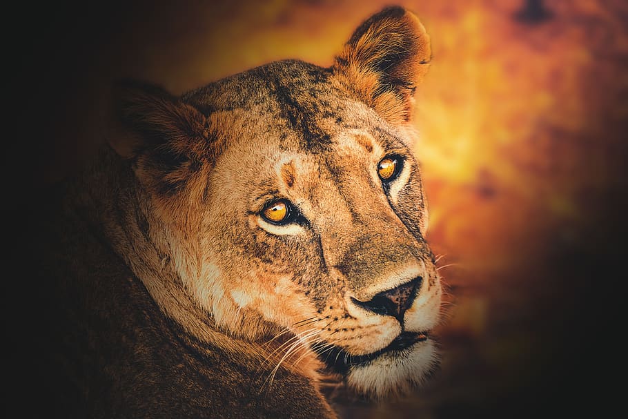 wallpaper, background, lioness, lion, animal, wild, africa, wildlife, nature, cat