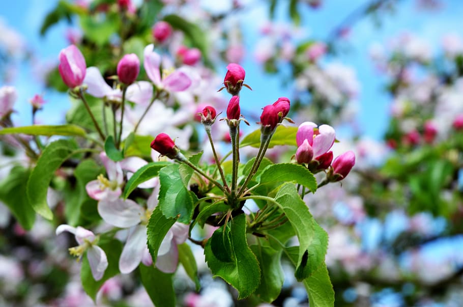 apple blossom, spring, apple tree, blossom, bloom, garden, apple tree blossom, fruit, fruit tree, orchard