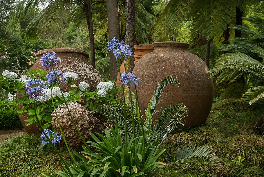 madeira, tropical garden, agapanthes, ortensias, ferns, pottery, plant, growth, flowering plant, flower