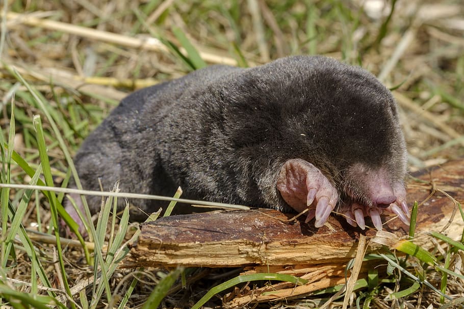 mole, mammal, insect eater, blind, eyes, dig, mound of earth, work, eulipotyphla, talpidae