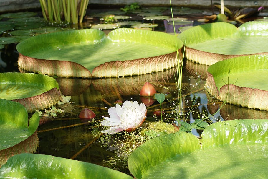 water lily, lotus, lotus blossom, flower, nymphaea, nuphar lutea, victoria amazonica, giant amazon water lily, lake rose, plant