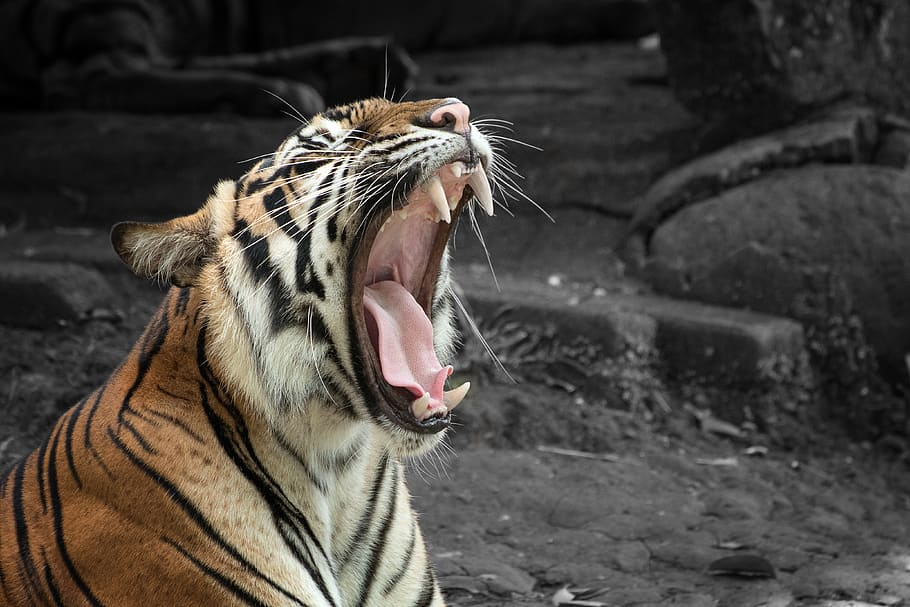 tiger, roar, animal, predator, fangs, animal themes, mouth open, one animal, mouth, feline