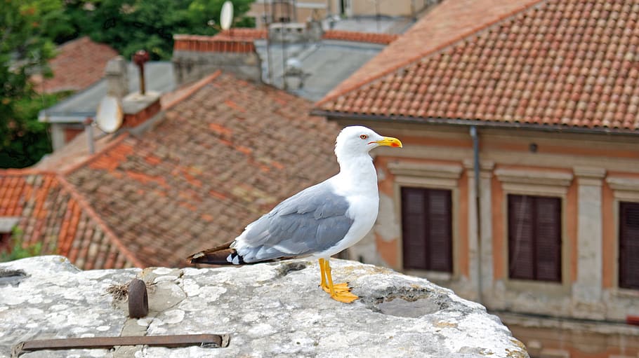 seagull, croatia, bird, nature, flight, rovinj, animal, istria, vertebrate, animal themes