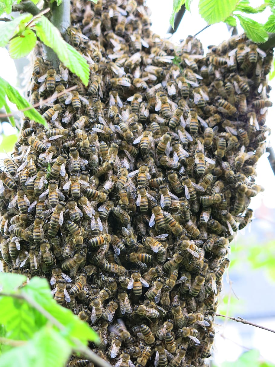 lebah, segerombolan, musim panas, serangga, lebah madu, perlebahan lebah, alam, merapatkan, terbang, mempekerjakan
