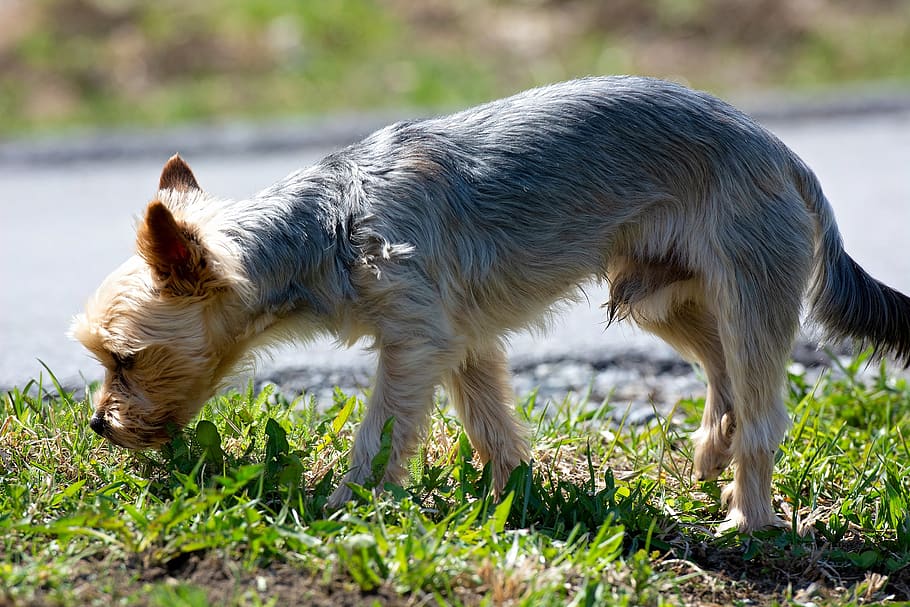 dog, small, small dog, yorki, terrier, purebred dog, nature, sniffing, smell, explore