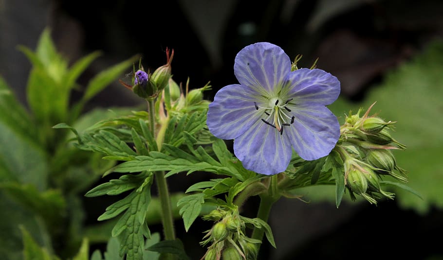 geranium ' mrs kendall clark, blue, flower, garden, summer, flowering plant, plant, beauty in nature, growth, plant part