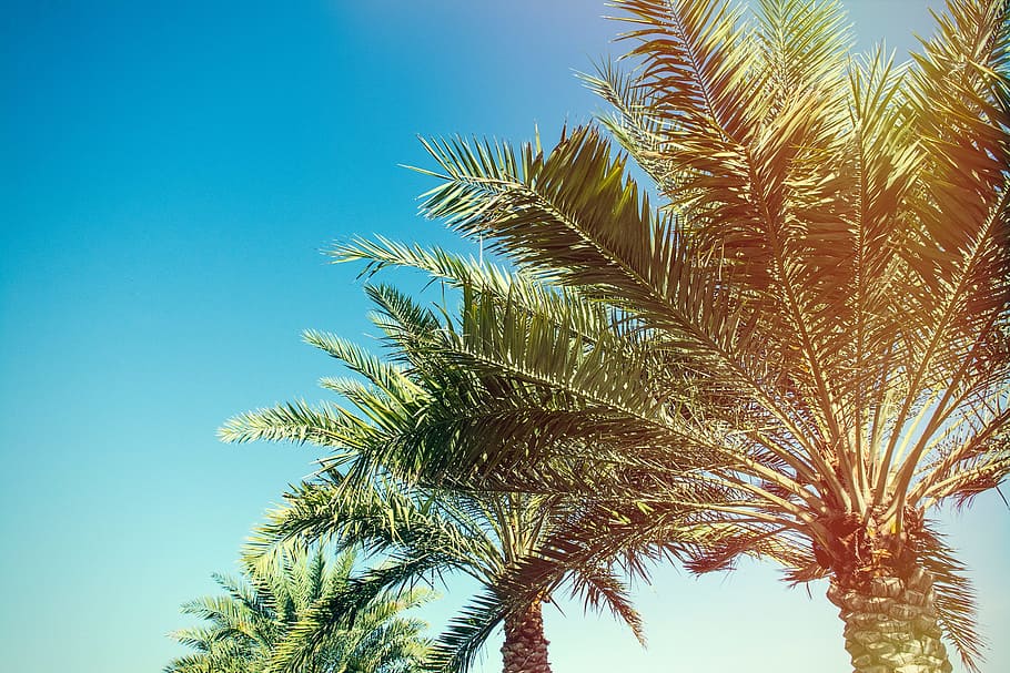 palma, árbol, planta, naturaleza, azul, cielo, soleado, palmera, clima tropical, hoja de palma